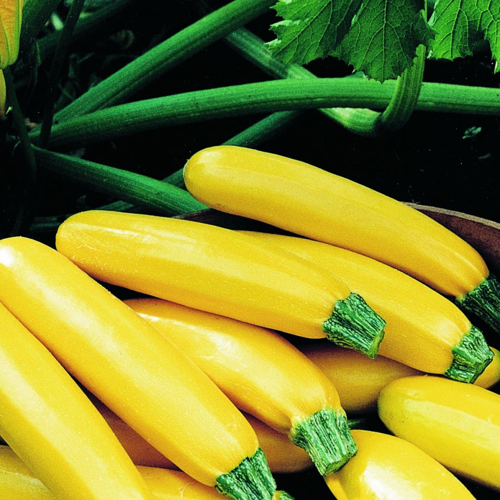 Yellow Courgette Parador F1