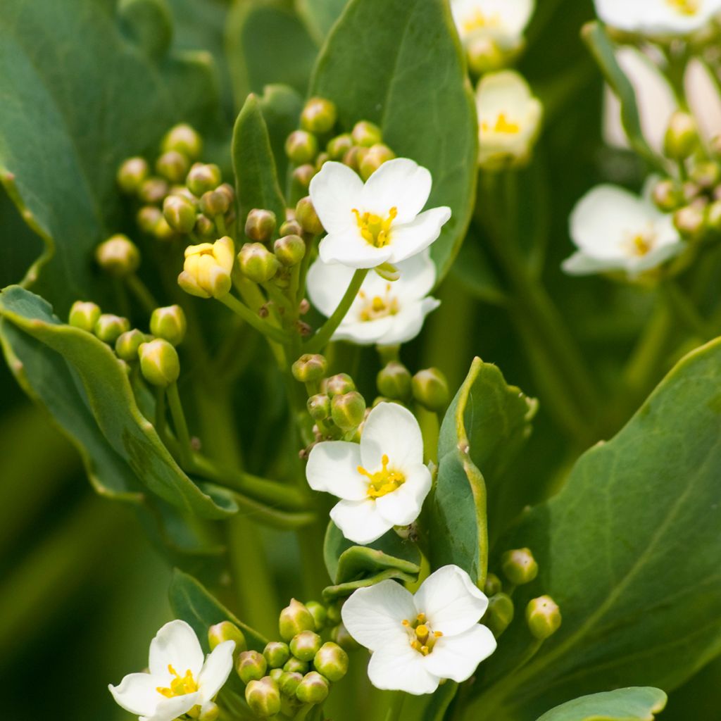 Crambe maritima - Sea Kale