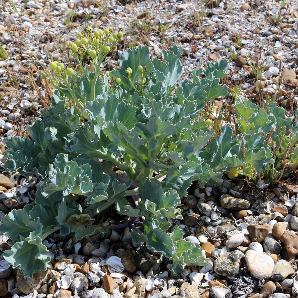 Crambe maritima - Sea Kale