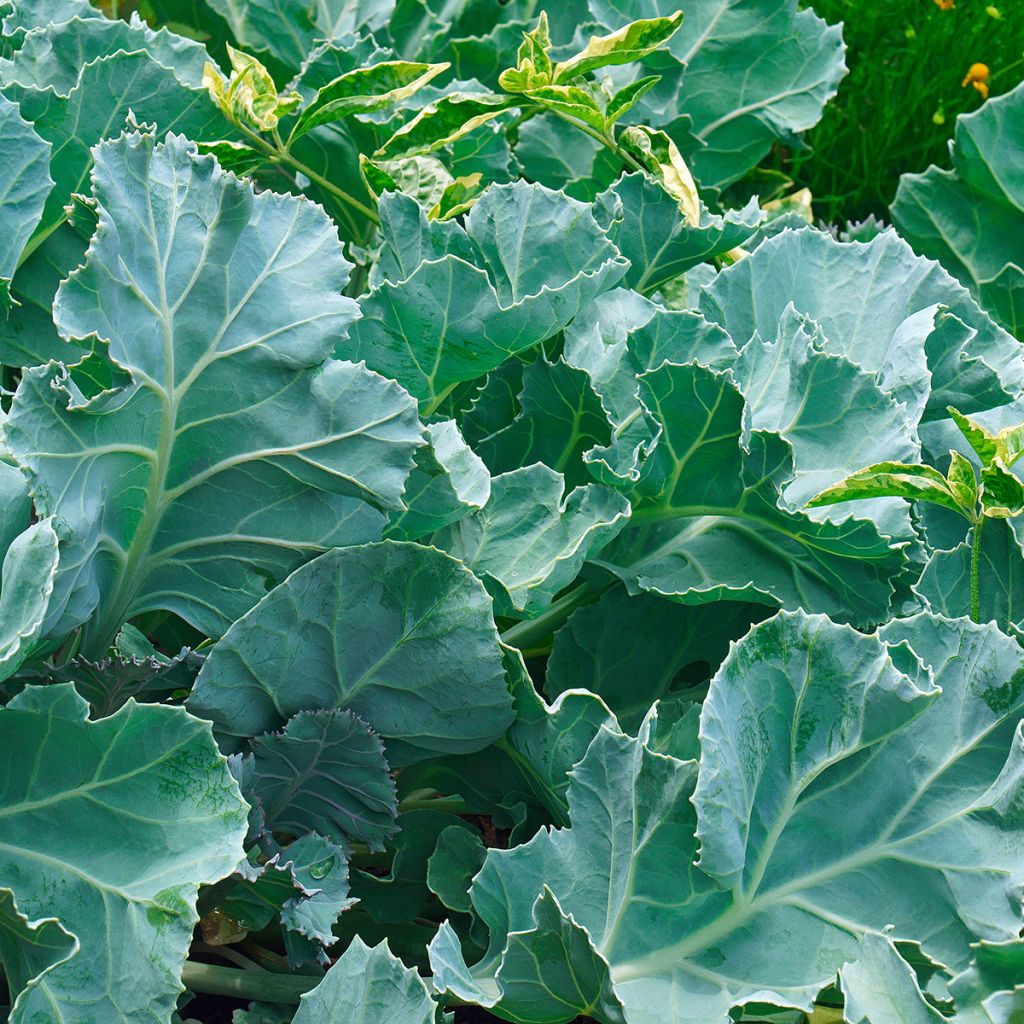 Crambe maritima - Sea Kale