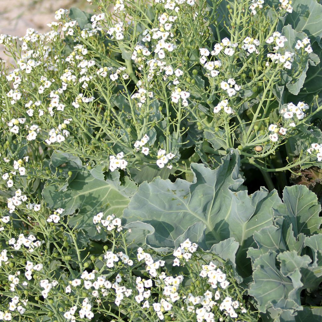 Crambe maritima - Sea Kale