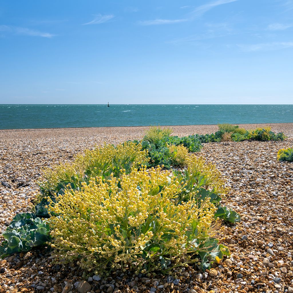 Crambe maritima - Sea Kale