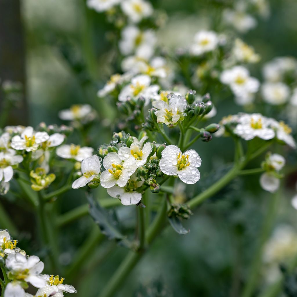 Crambe maritima - Sea Kale