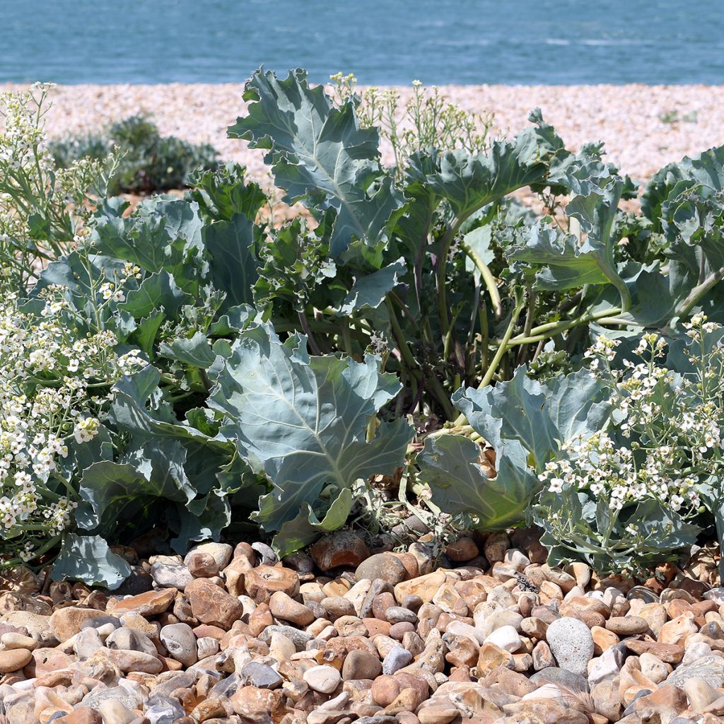 Crambe maritima - Sea Kale