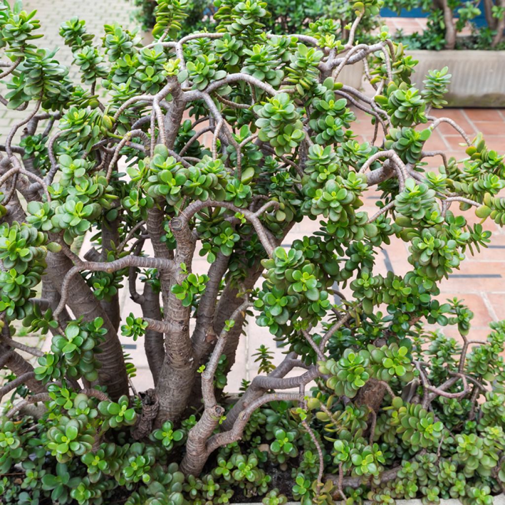 Jade plant - Crassula ovata