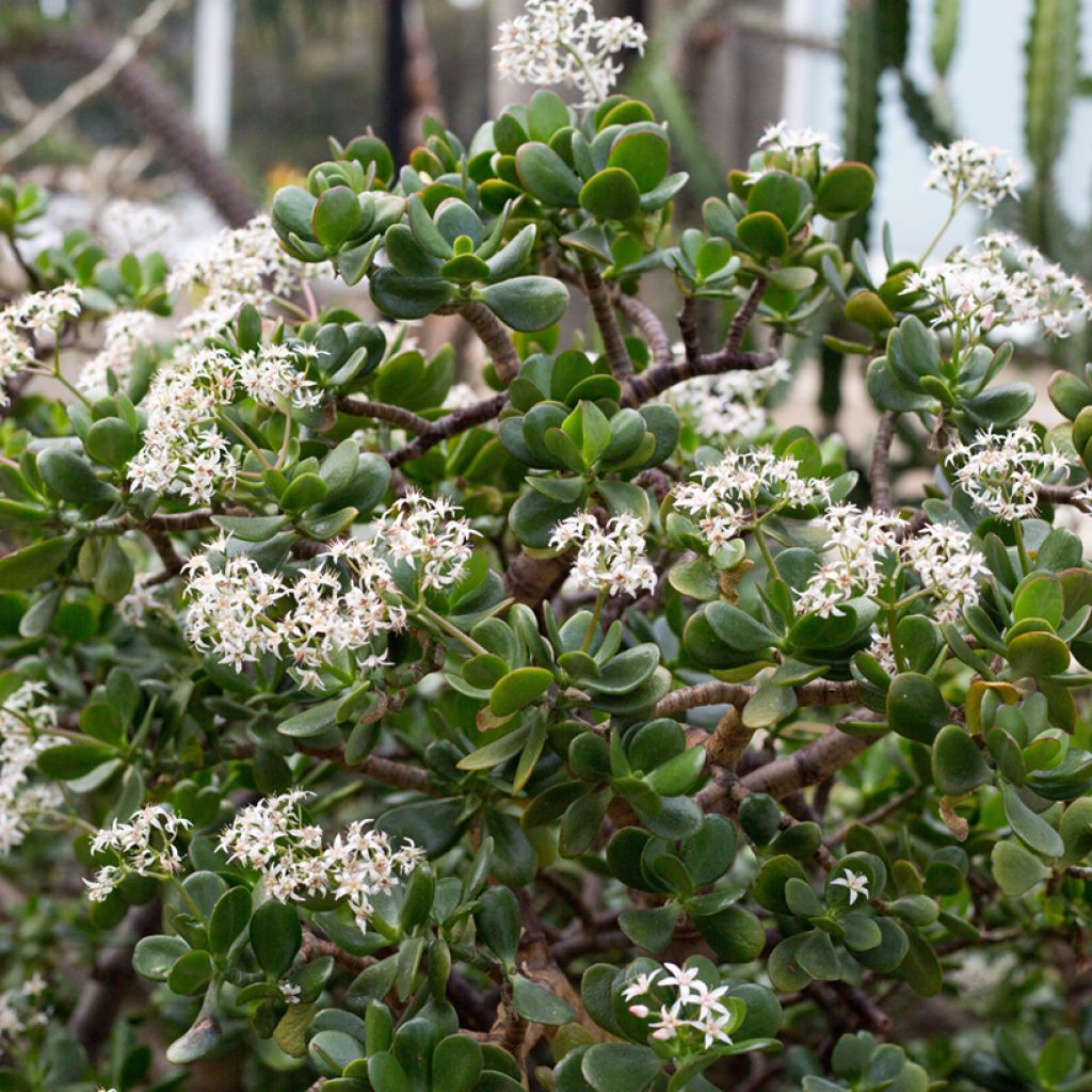 Jade plant - Crassula ovata