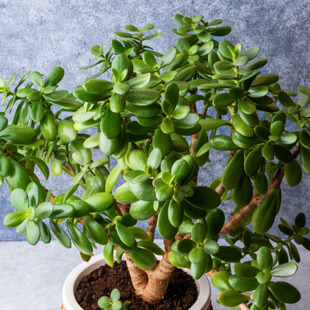 Jade plant - Crassula ovata