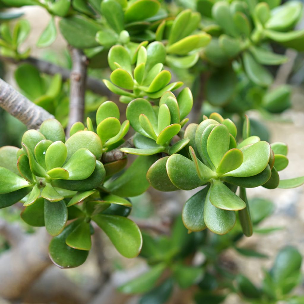 Jade plant - Crassula ovata