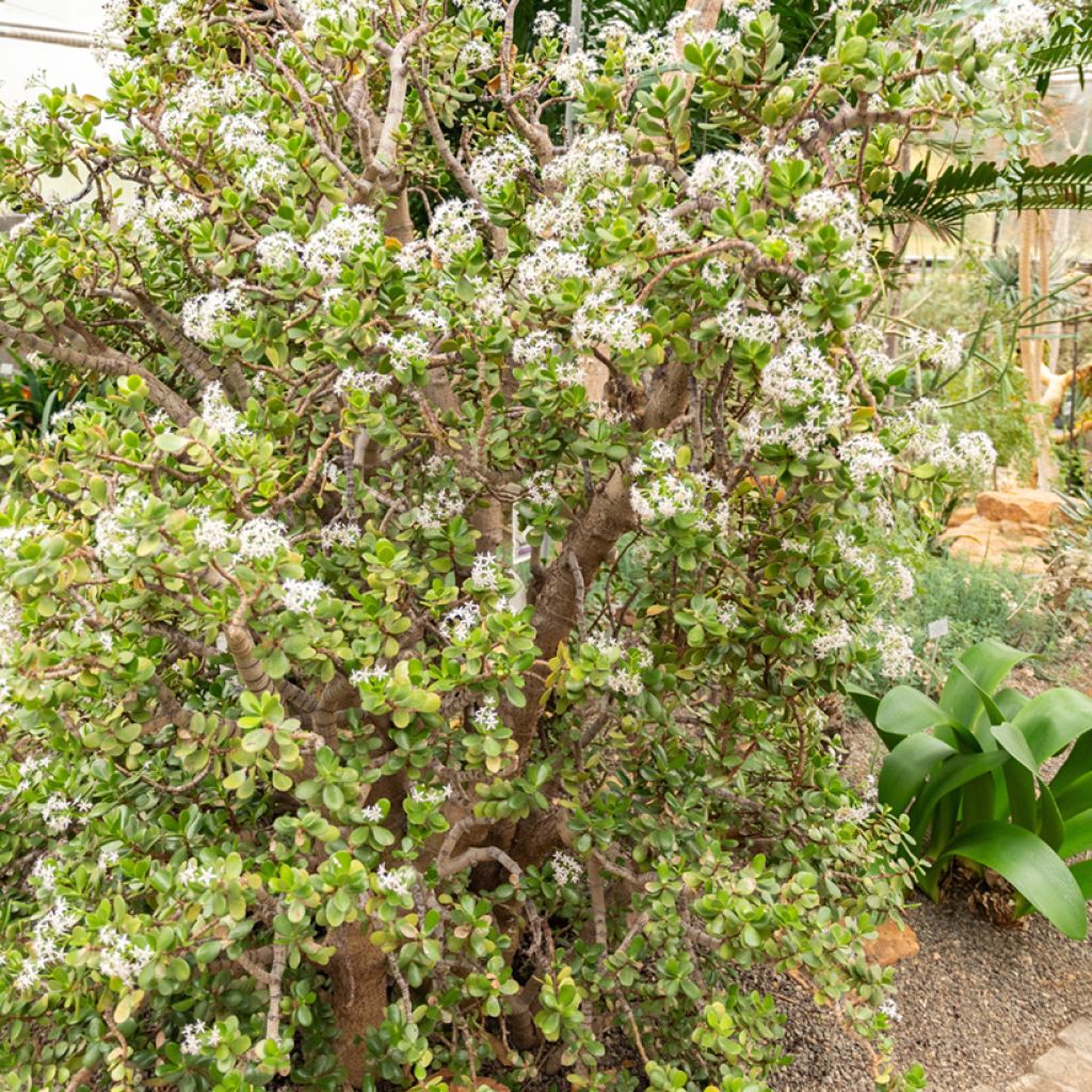 Jade plant - Crassula ovata