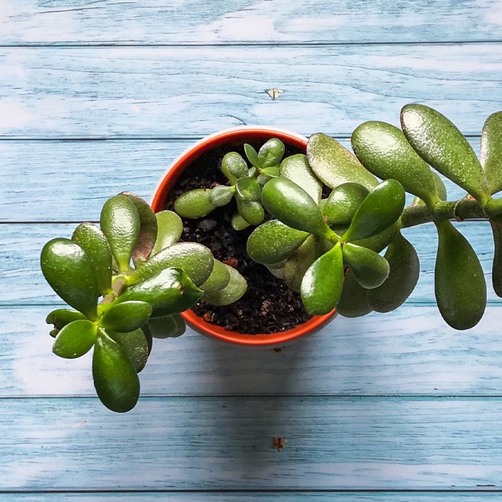 Crassula ovata Minor