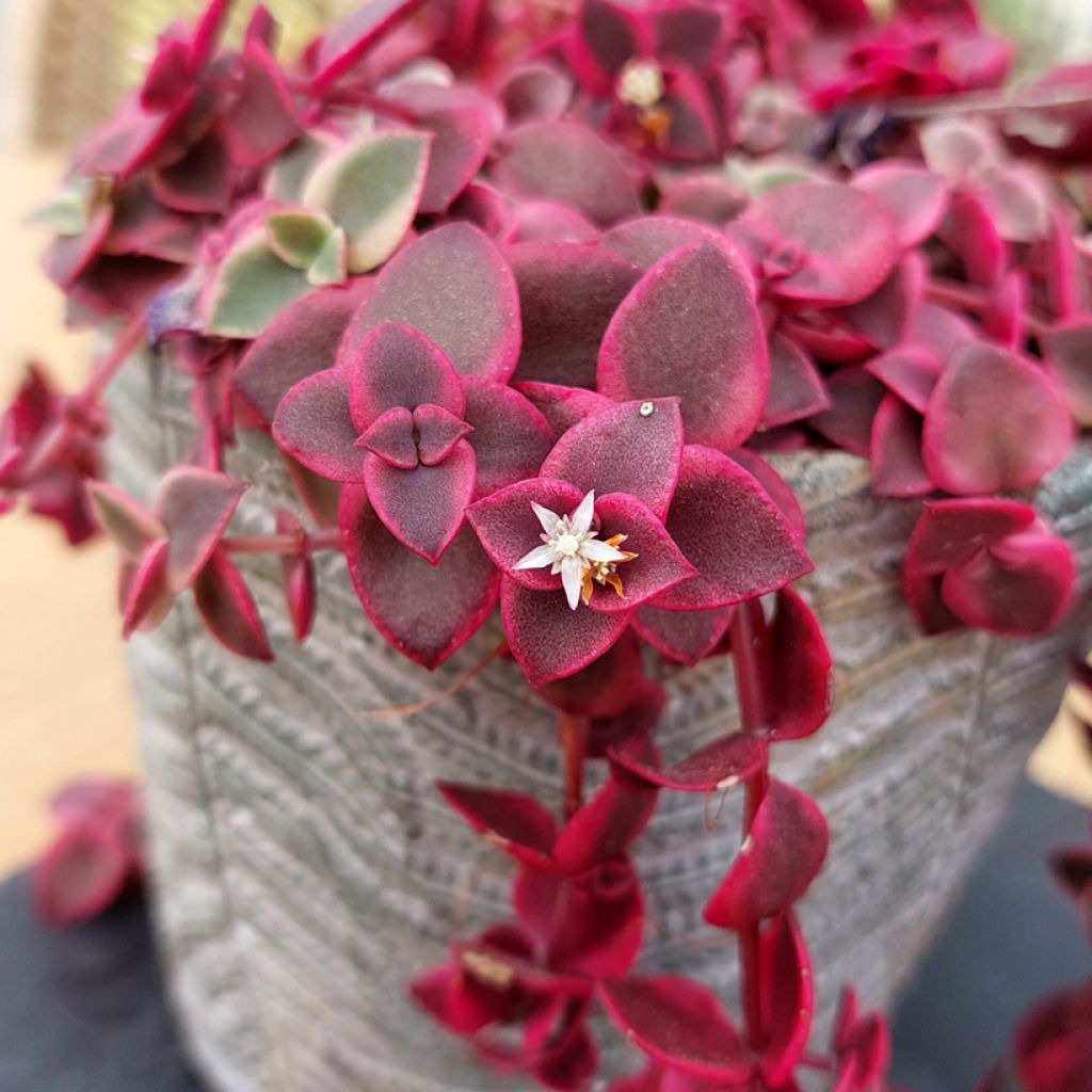 Crassula pellucida ssp. marginalis