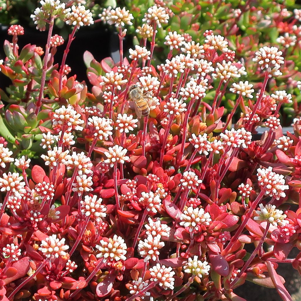 Crassula radicans Small Red - Carpette rouge