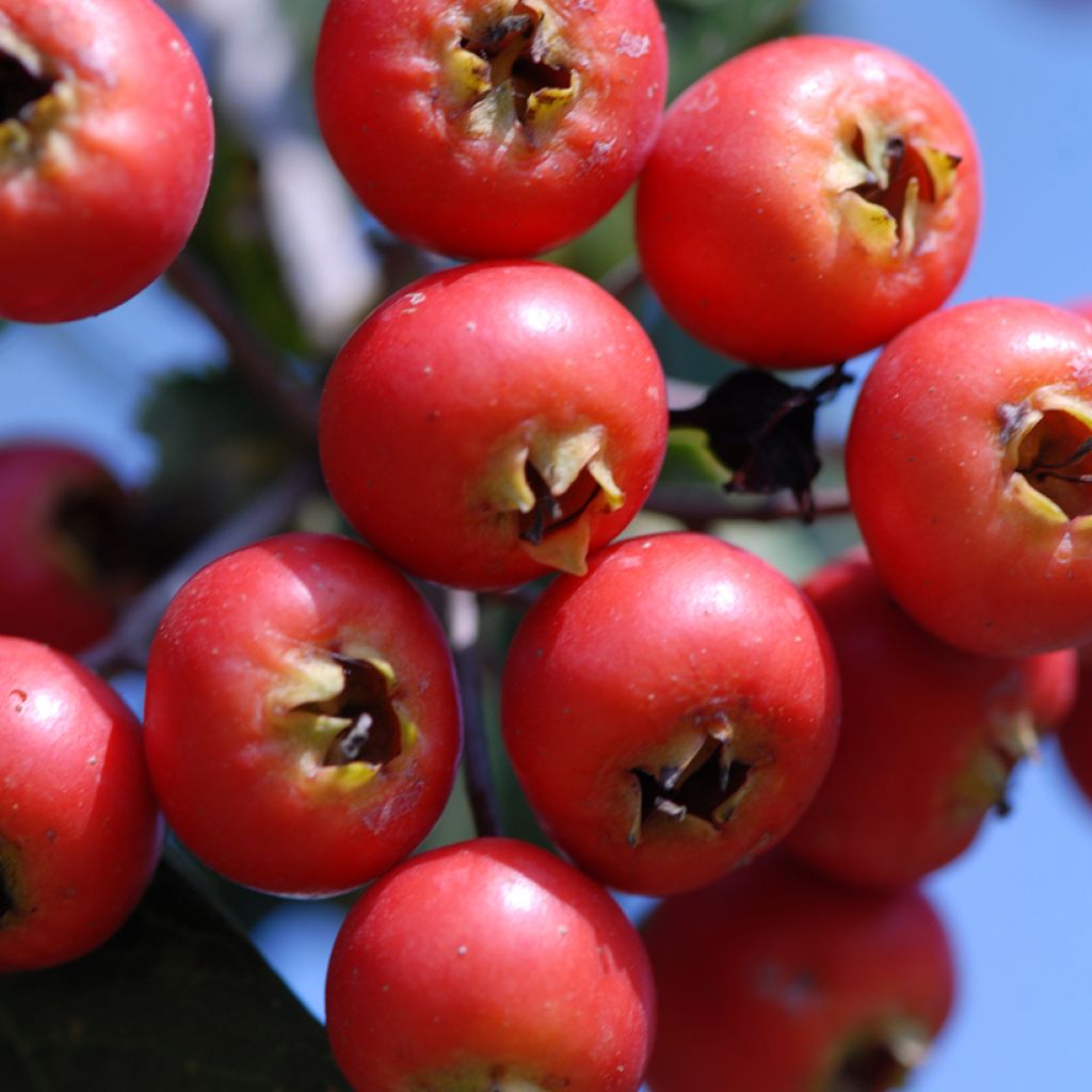 Crataegus azarolus - Azarolier, Azérolier ou Épine d'Espagne