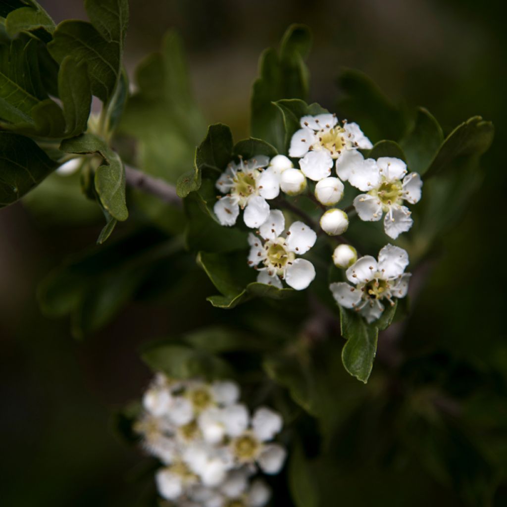 Crataegus azarolus - Azarolier, Azérolier ou Épine d'Espagne