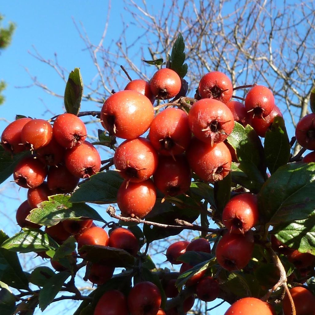 Crataegus grignonensis - Aubépine de Grignon