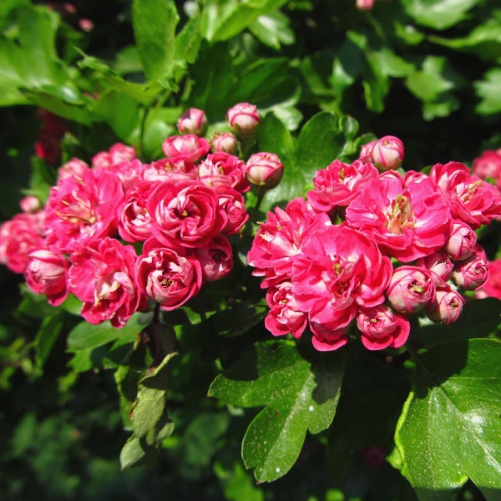 Aubépine - Crataegus laevigata Paul's Scarlet