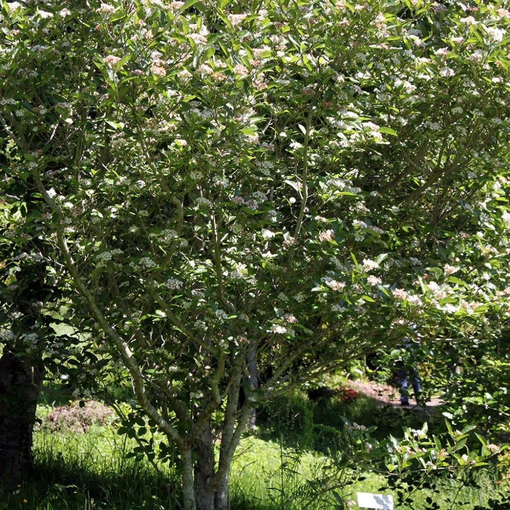 Crataegus lavallei Carrierei - Aubépine