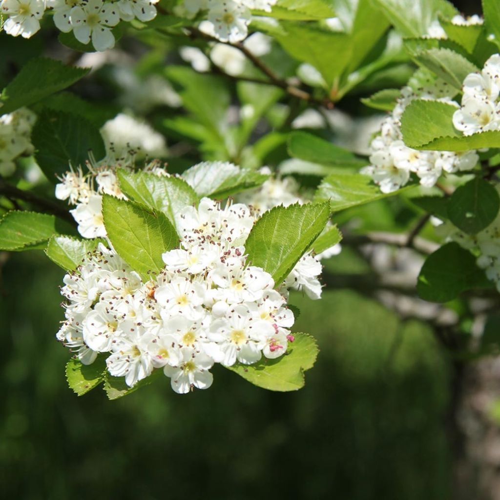 Crataegus prunifolia Splendens - Aubépine