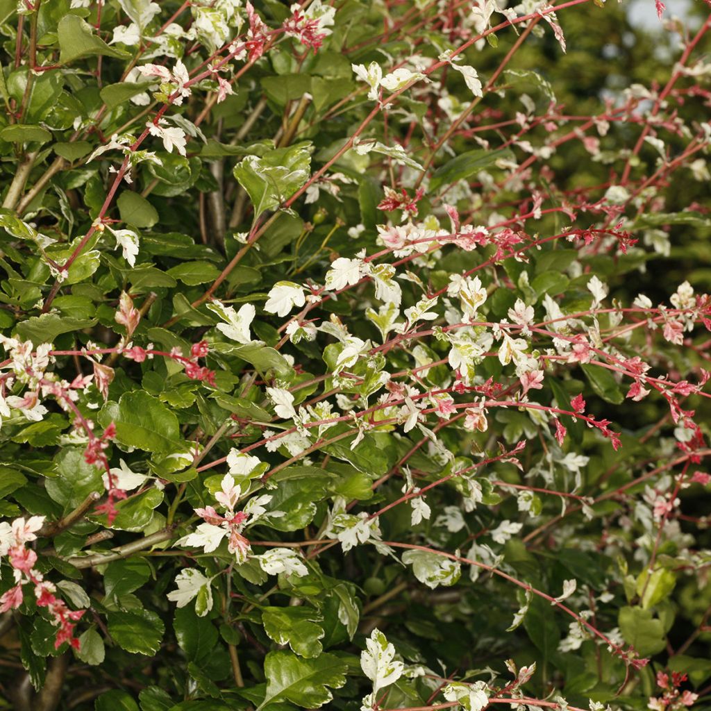 Crataegus Gireoudii - Hawthorn