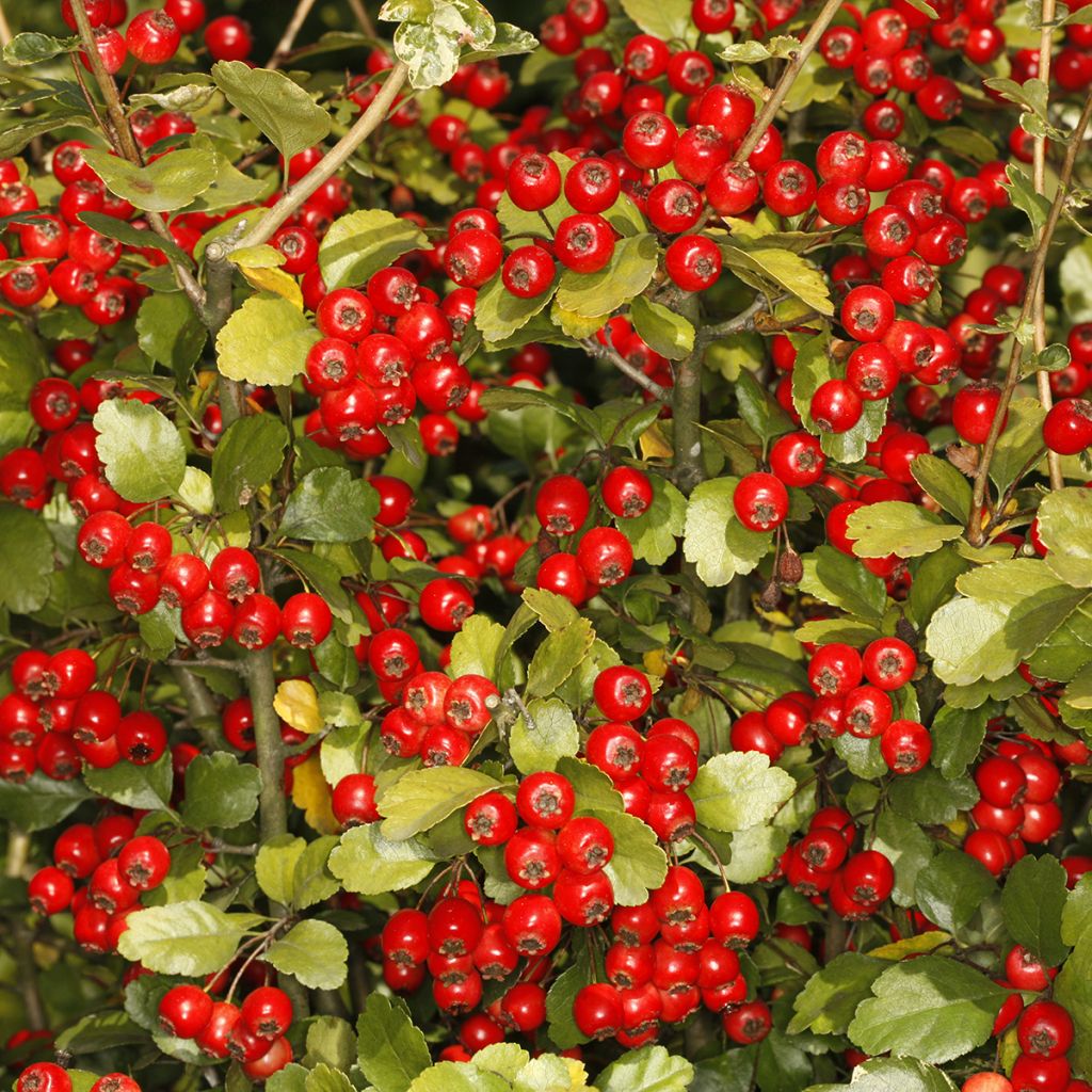 Crataegus Gireoudii - Hawthorn