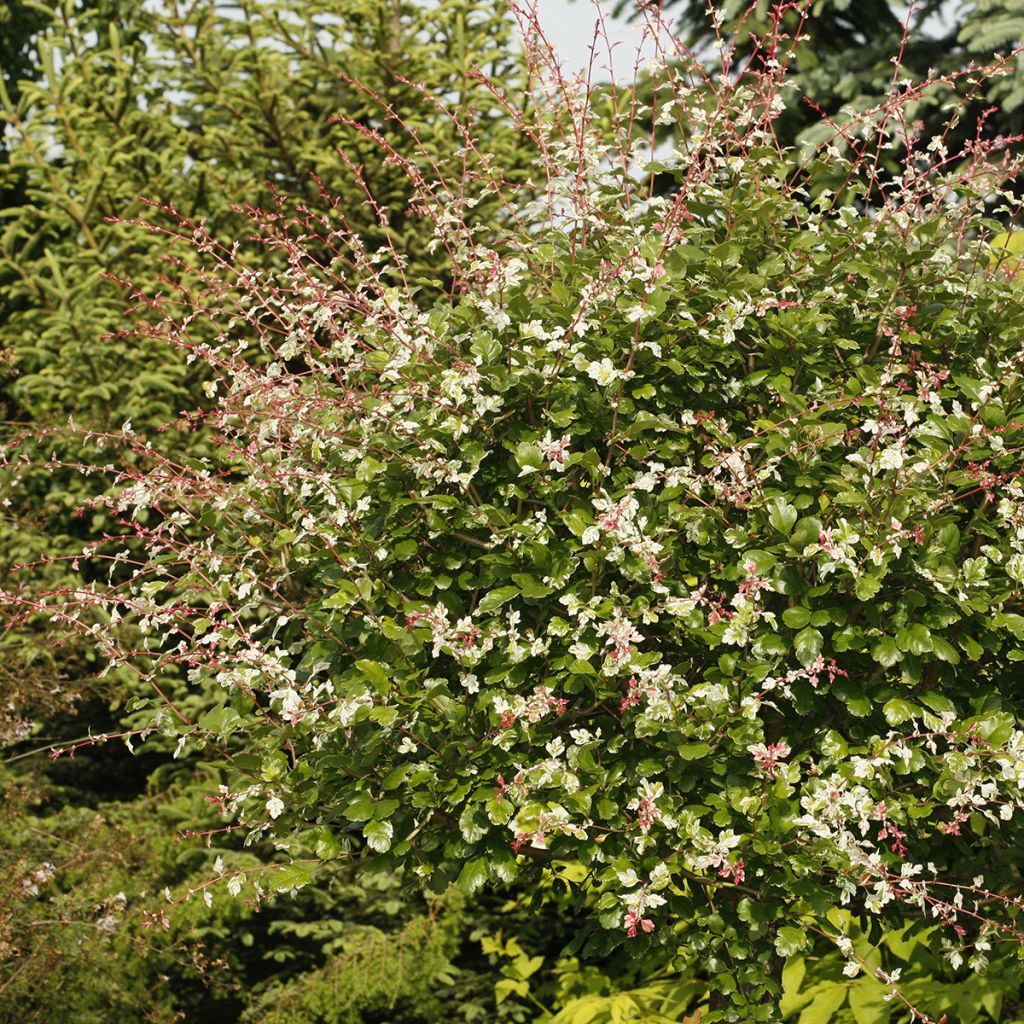 Crataegus Gireoudii - Hawthorn