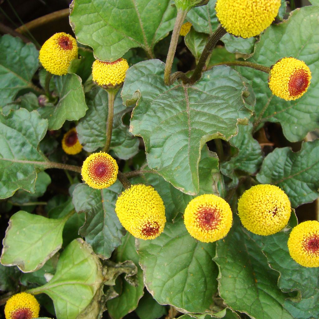 Para Cress yellow - Bredy Mafana - Spilanthes oleracea