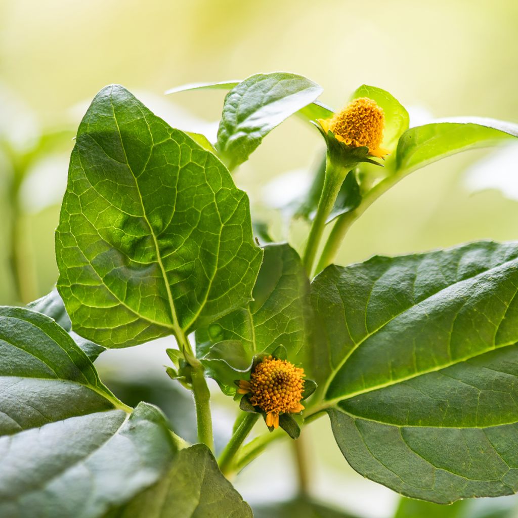 Para Cress yellow - Bredy Mafana - Spilanthes oleracea