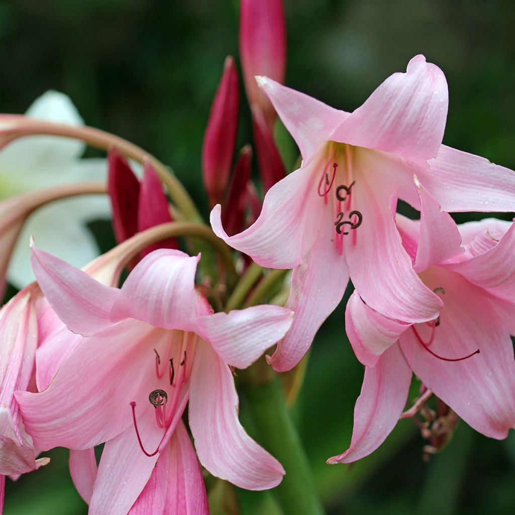 Crinum x powellii Roseum