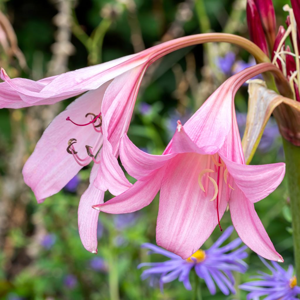 Crinum x powellii Roseum