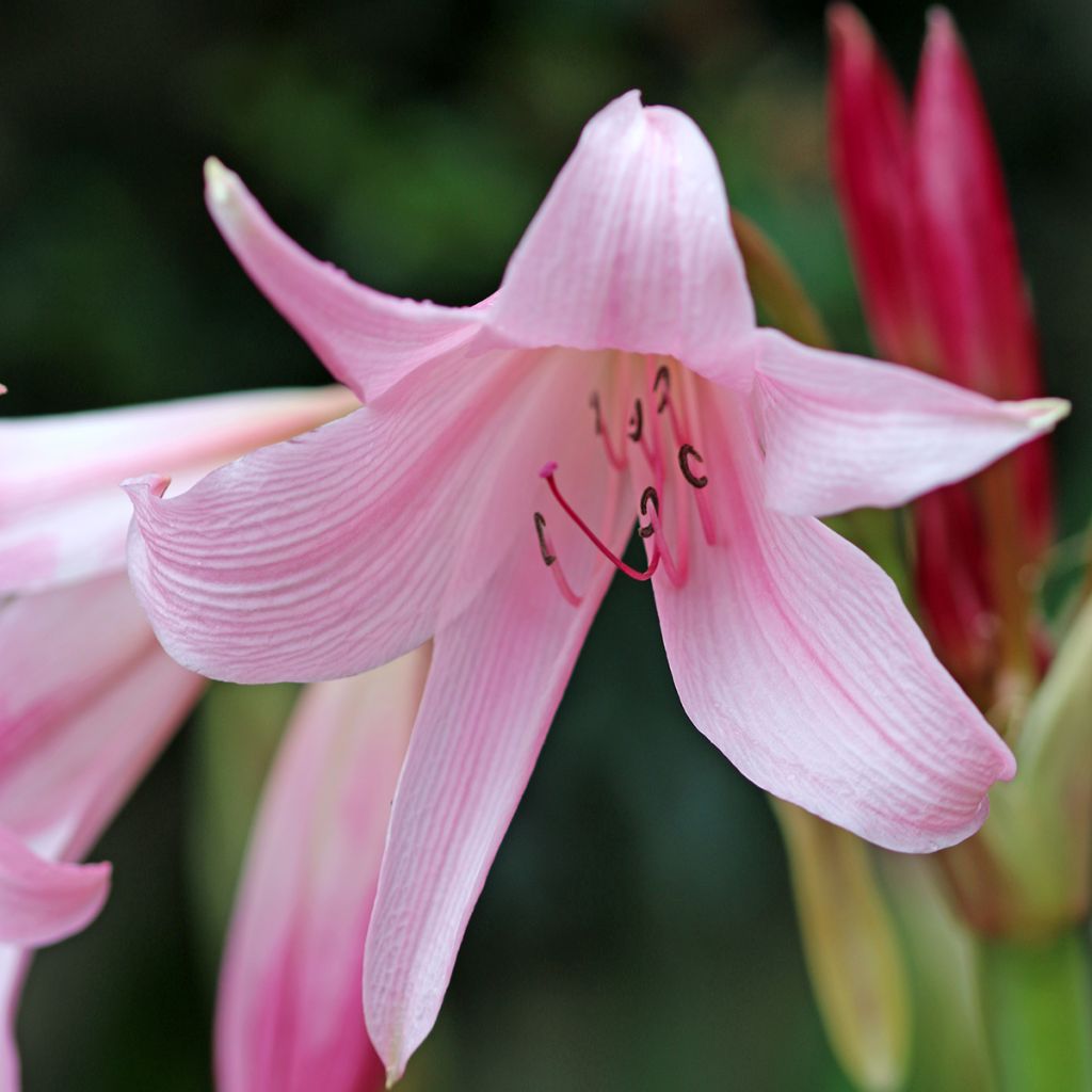 Crinum x powellii Roseum