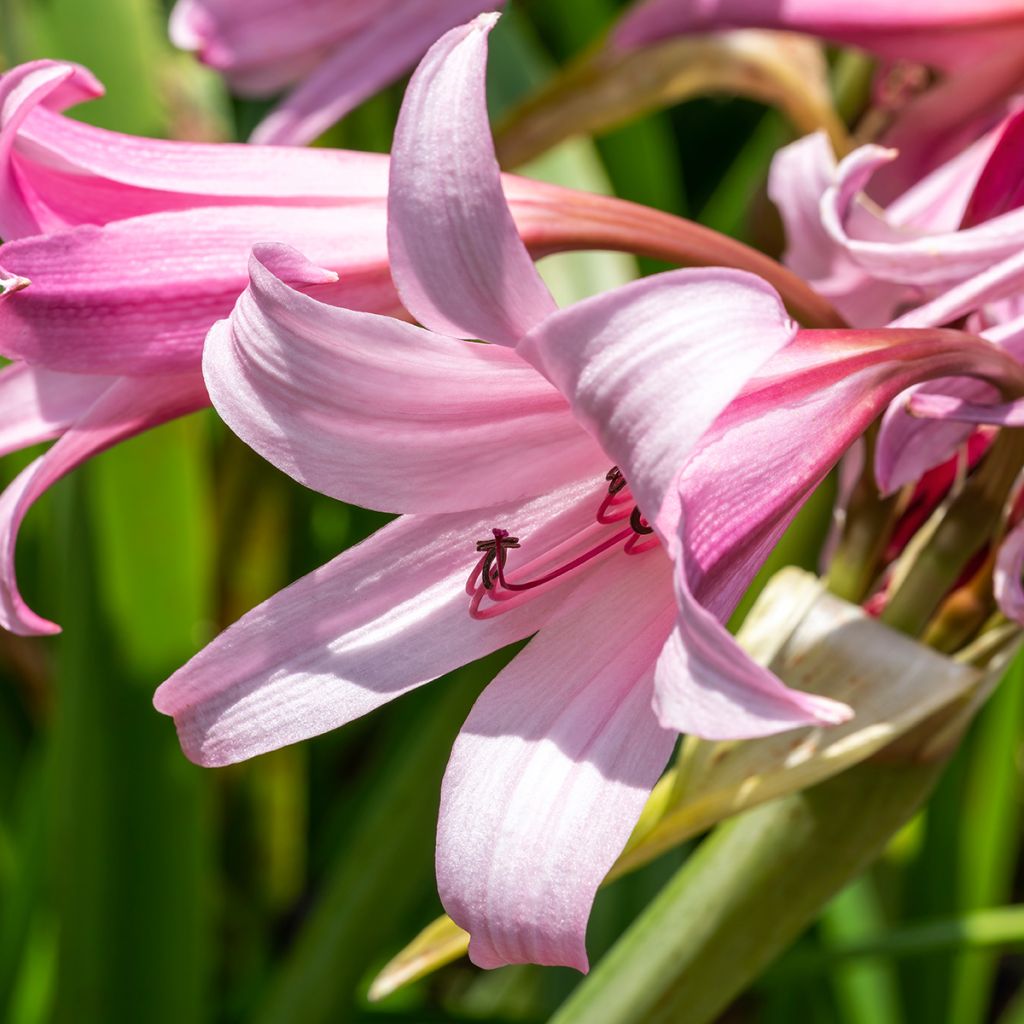 Crinum x powellii Roseum