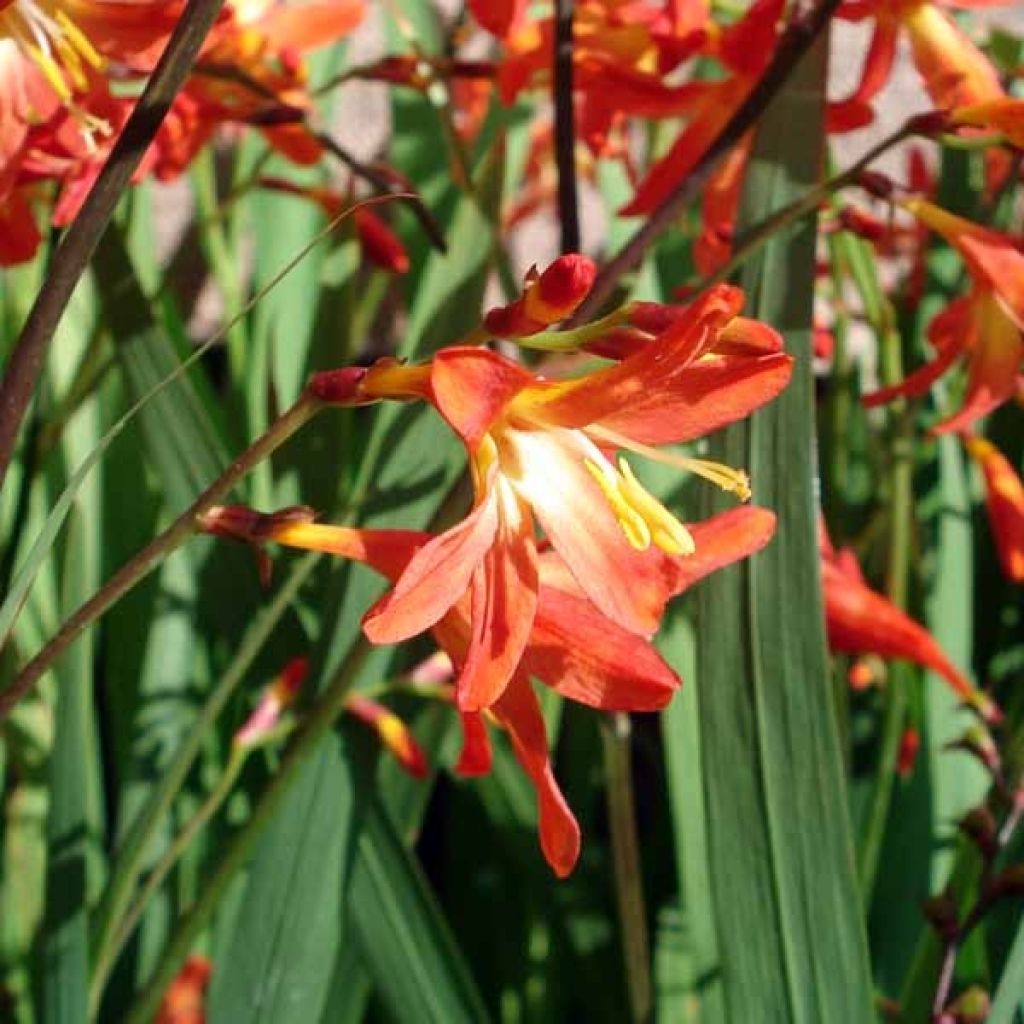 Crocosmia Carmine Brillant - Montbretia