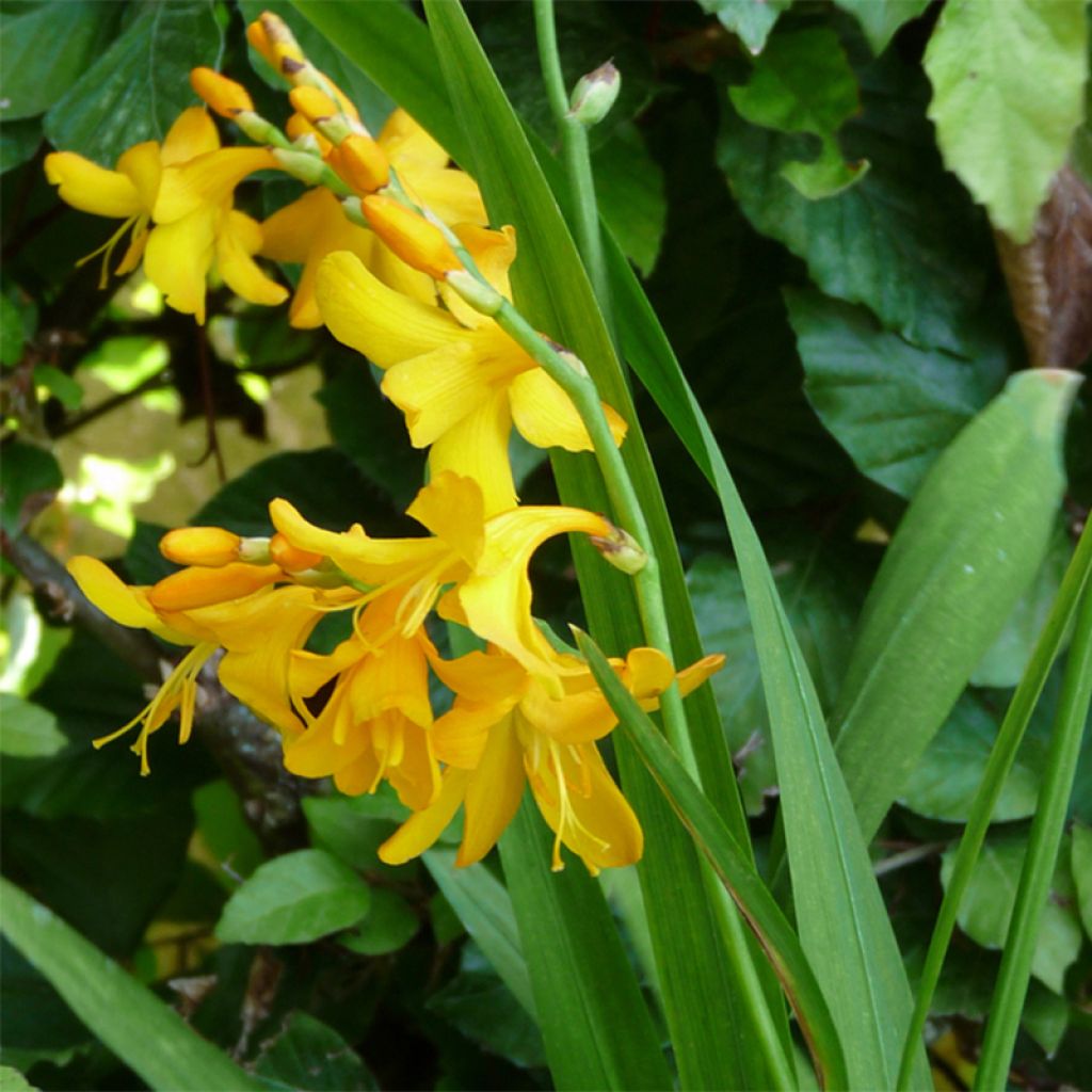Crocosmia Buttercup - Montbretia