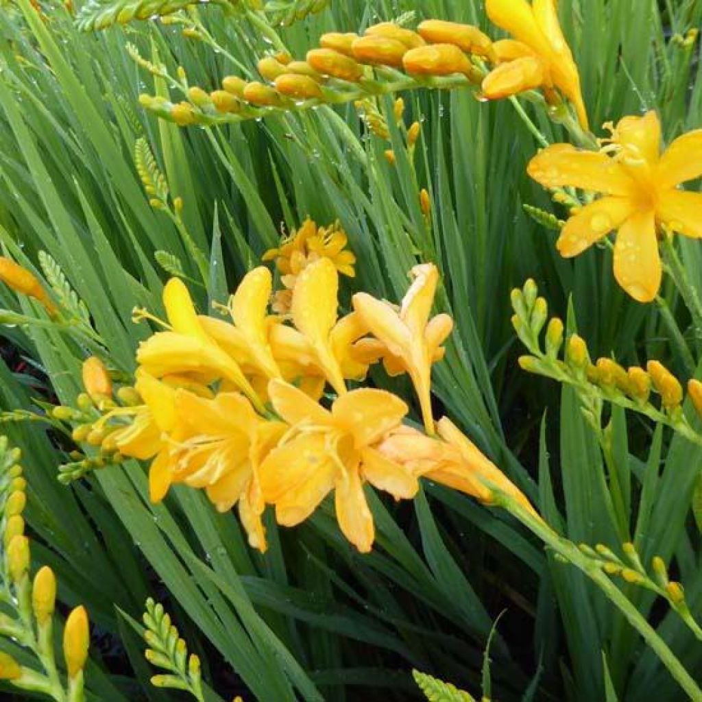 Crocosmia hybride Paul’s Best Yellow ® - Montbretia jaune-orangé