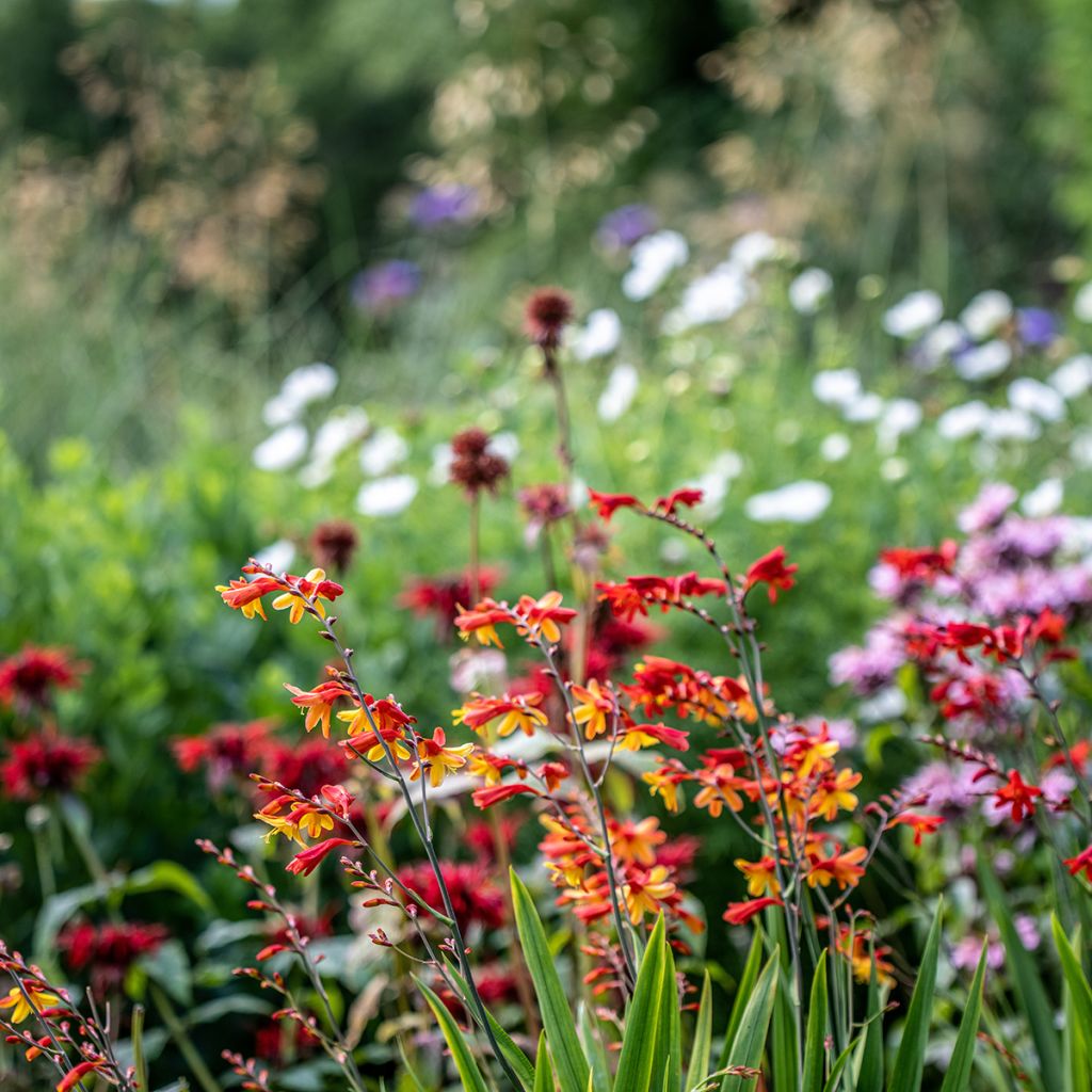 Crocosmia crocosmiiflora Fire King