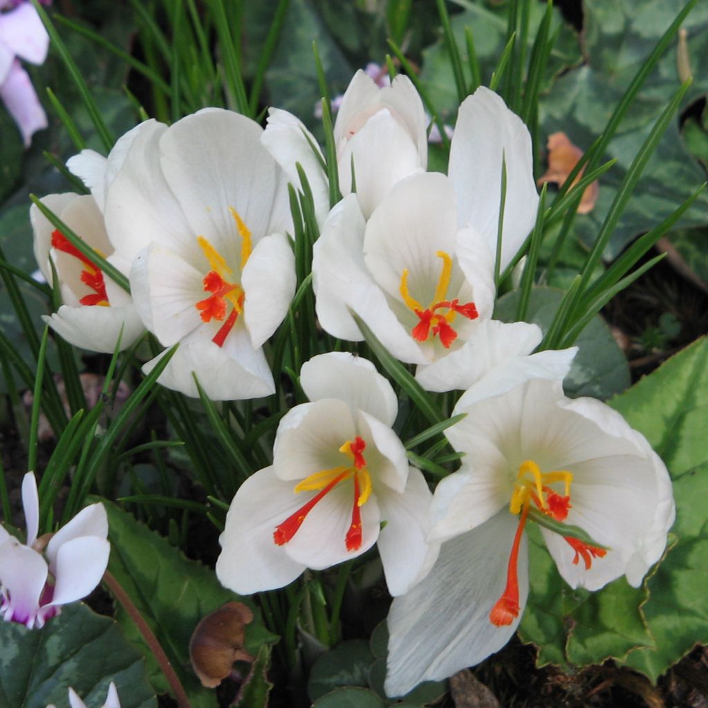 Crocus Cartwrightianus albus