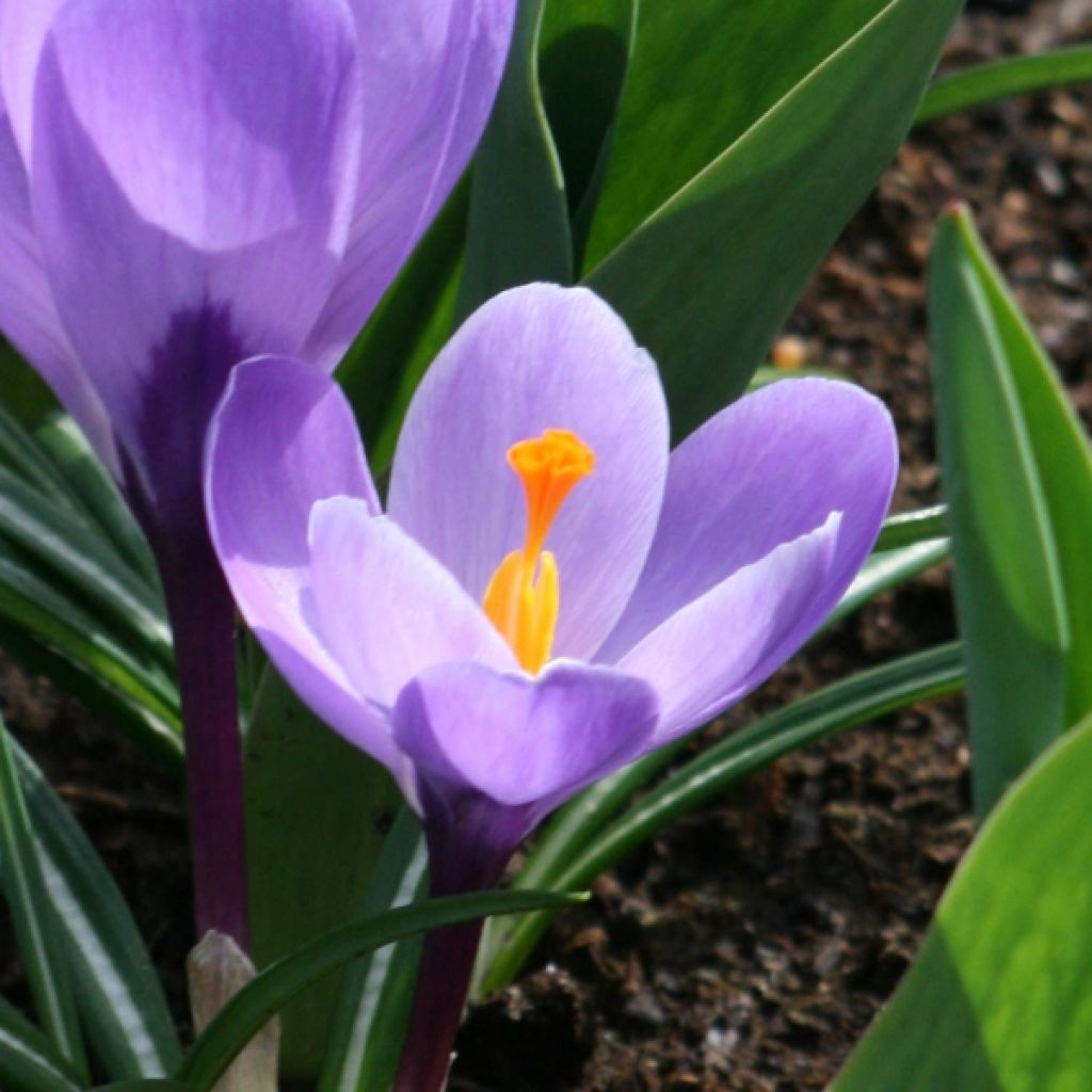 Crocus Mammouth Grand Maître