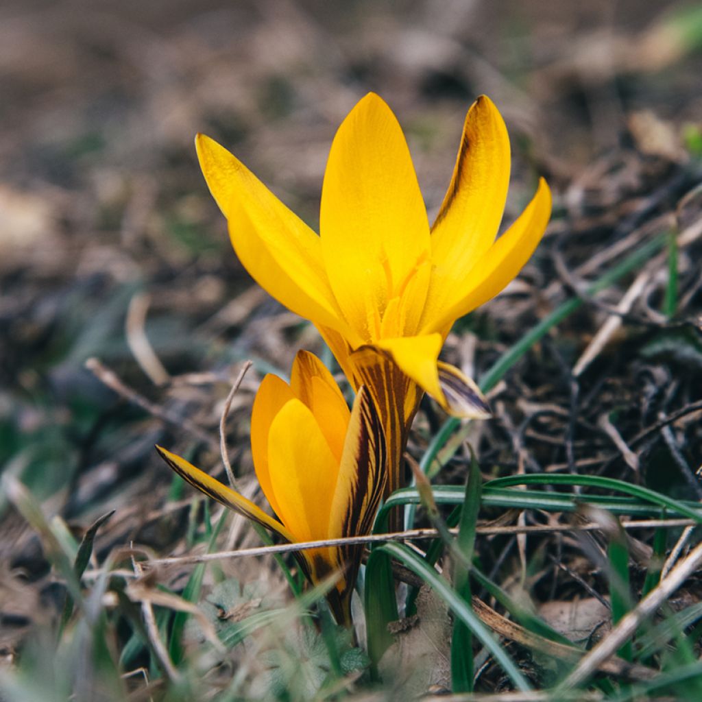 Crocus angustifolius