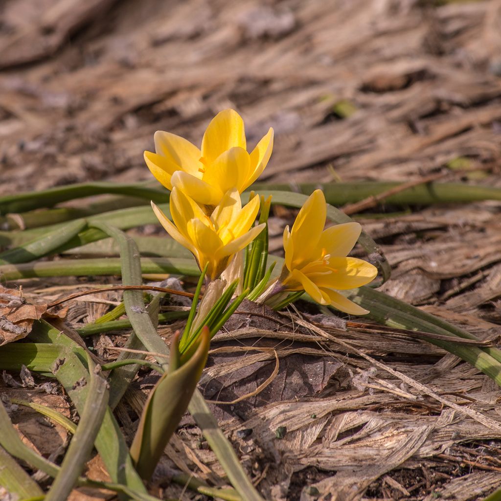 Crocus chrysanthus Advance