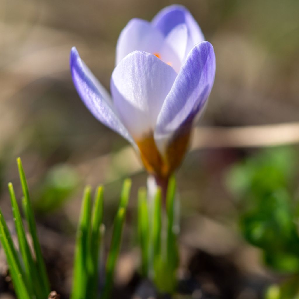 Crocus chrysanthus Blue Pearl