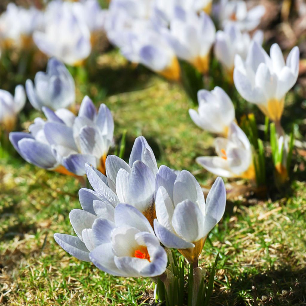 Crocus chrysanthus Blue Pearl