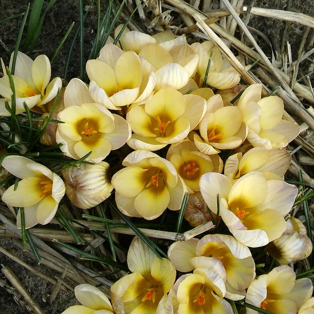 Crocus chrysanthus Constellation