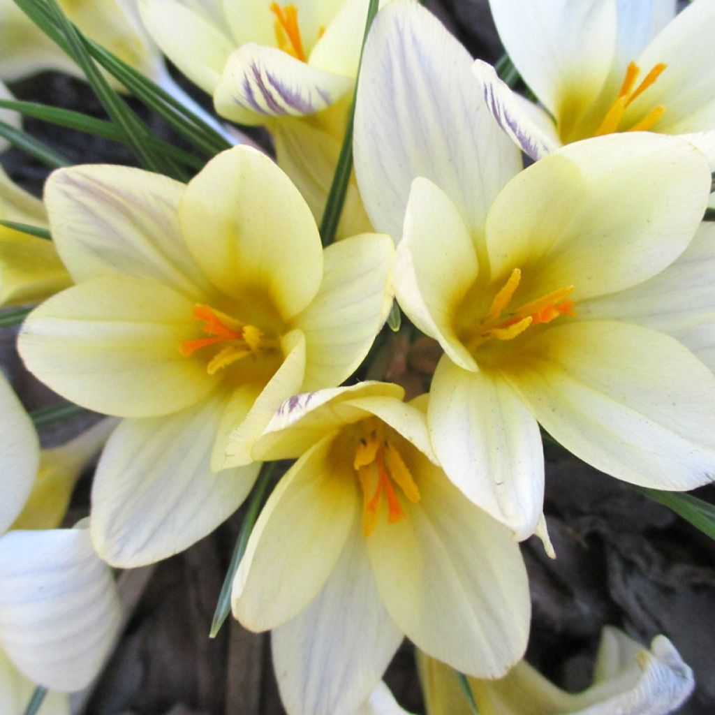 Crocus chrysanthus Cream Beauty