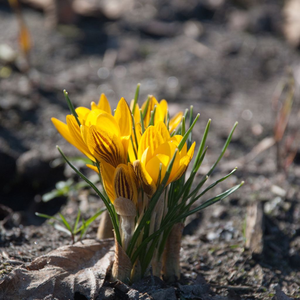 Crocus chrysanthus Fuscotinctus