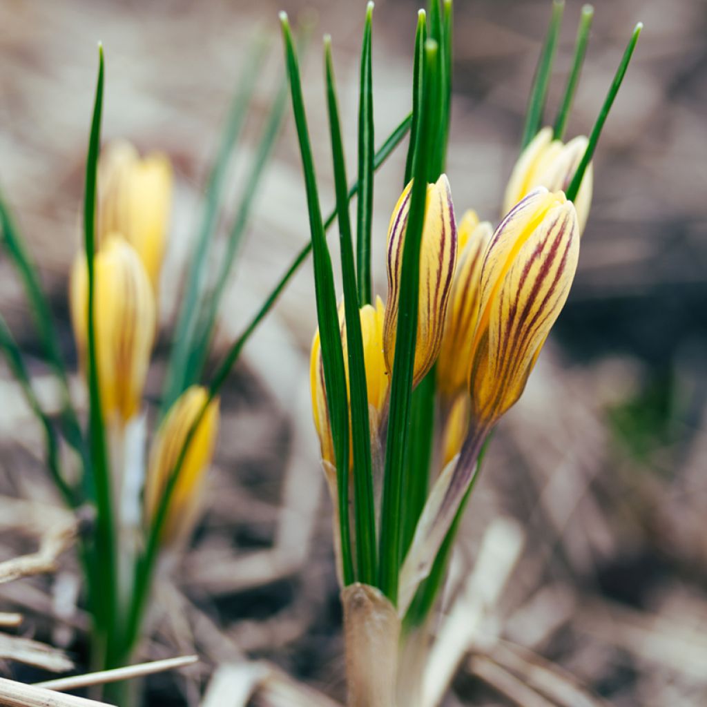 Crocus chrysanthus Fuscotinctus