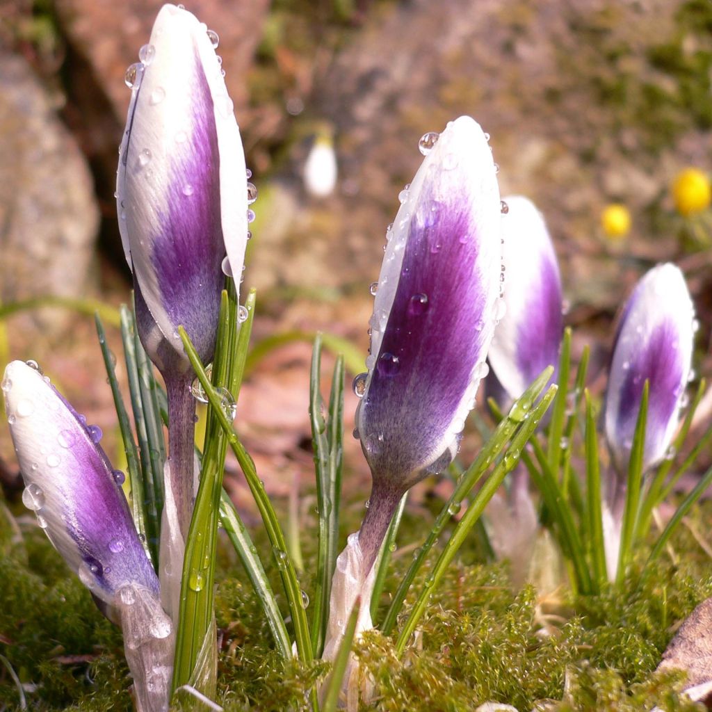 Crocus chrysanthus Ladykiller 