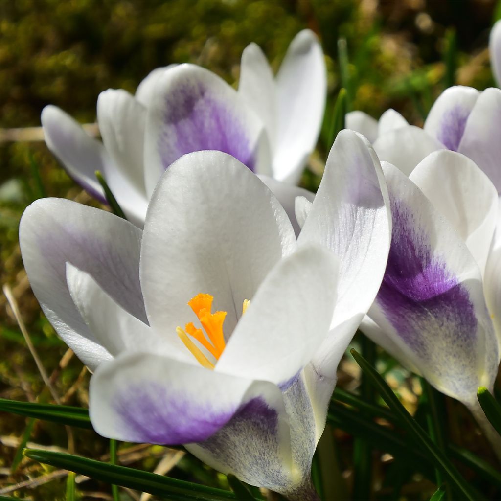 Crocus Prins Claus