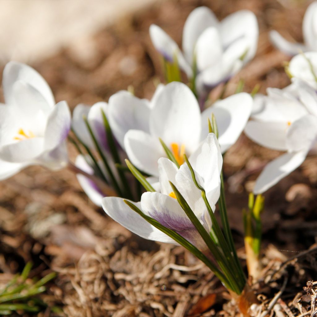 Crocus Prins Claus