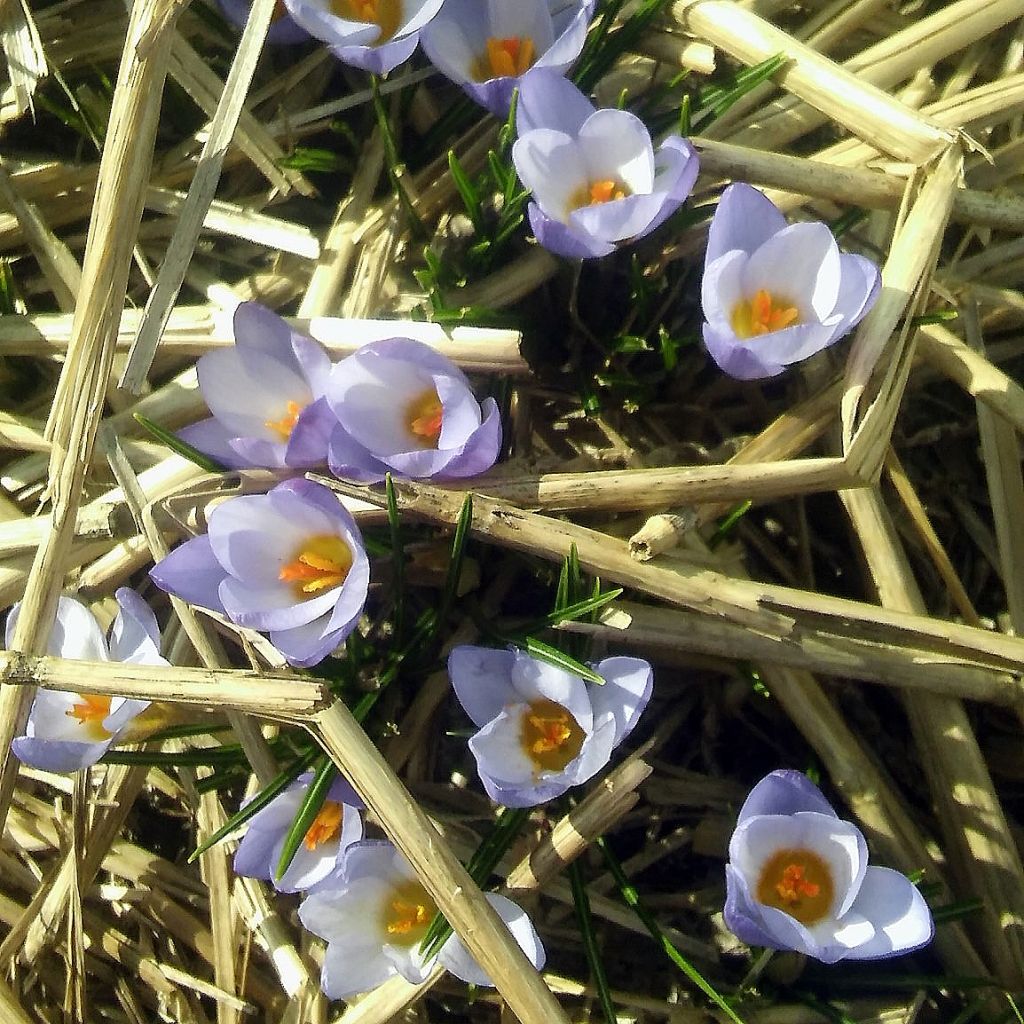 Crocus chrysanthus Zenith 