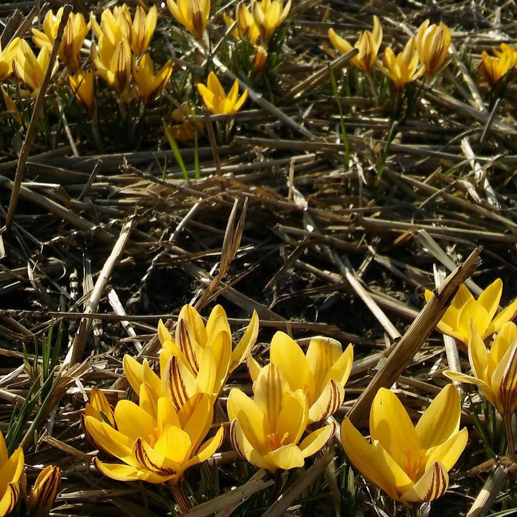 Crocus leonidii Litlle Amber